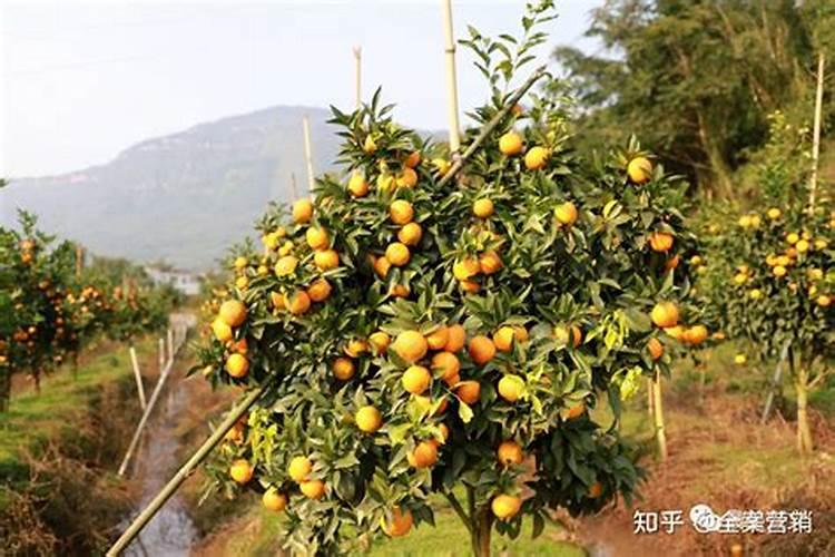 果树增甜叶面肥有哪些品牌,沃柑保花保果防裂,什么时间施肥好？