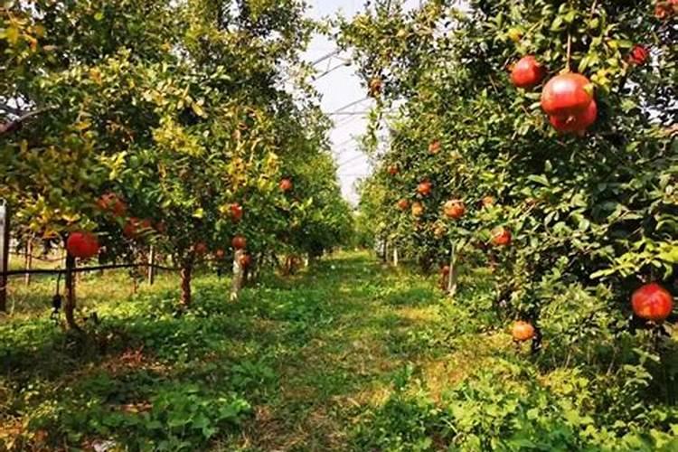 石榴树如何施肥 不同季节石榴树施肥的方法