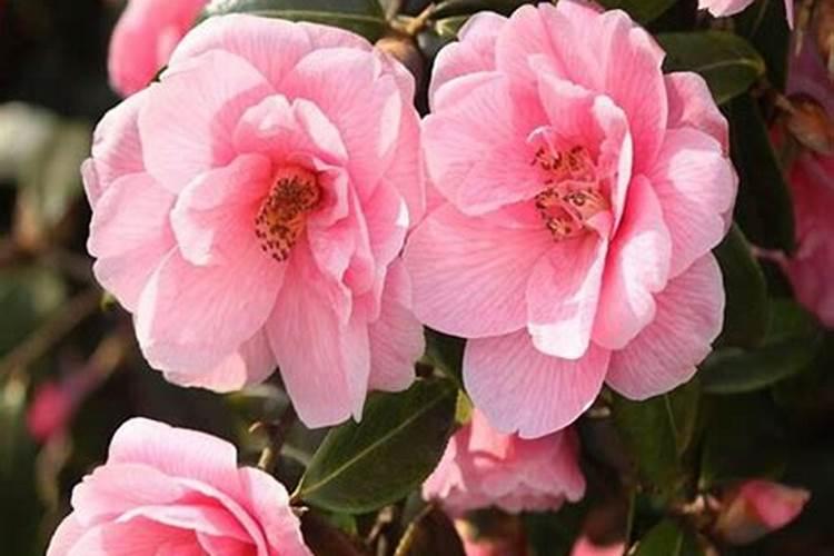 矾肥水和鱼蛋白肥水哪个好