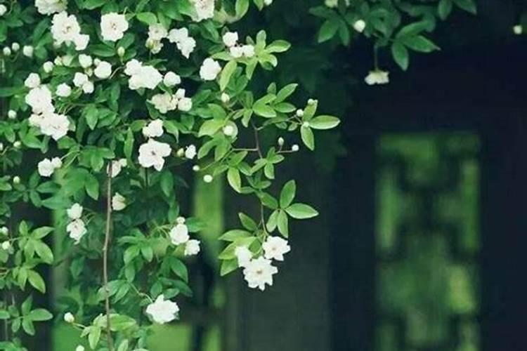 风车茉莉喜肥吗 喜欢施什么肥料