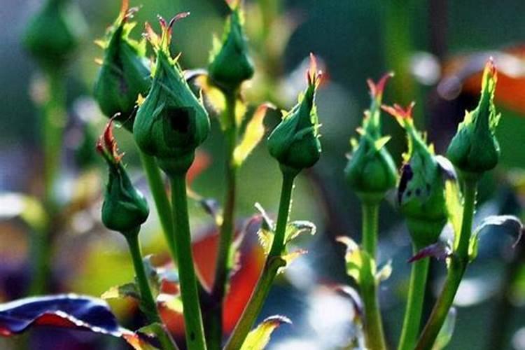 什么肥料能让花苞长得更多？