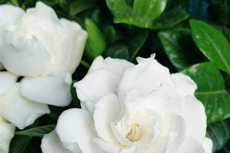 长寿花用什么肥料最好,总共需要三种肥,长势旺盛开花多