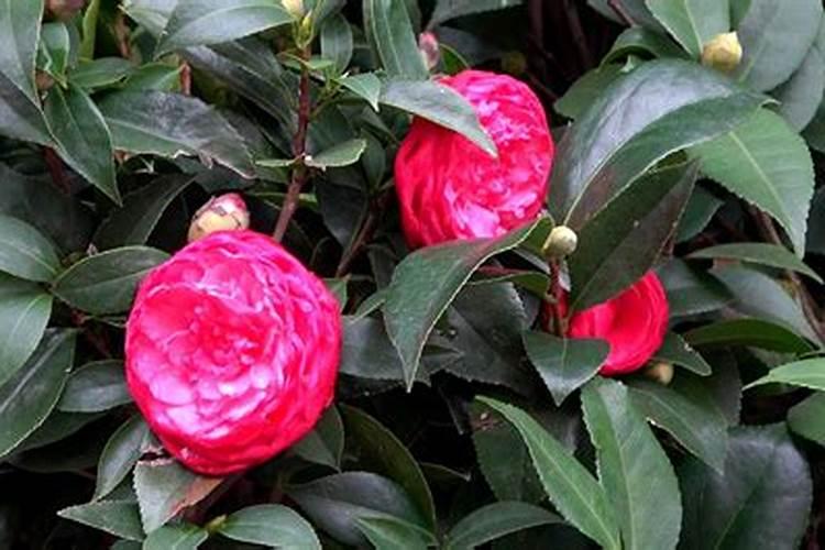 春天茶花黄如何施肥