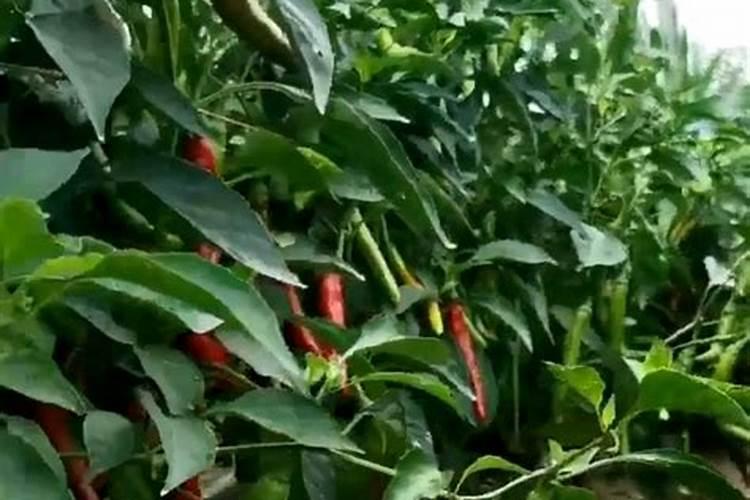 辣椒什么时候施肥施什么肥(种辣椒多久施一次肥最好)