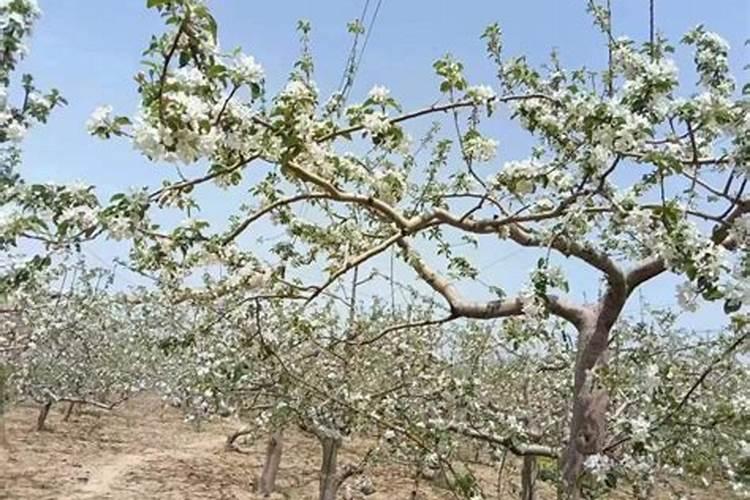 辣椒开花坐果期的营养需求和施肥建议