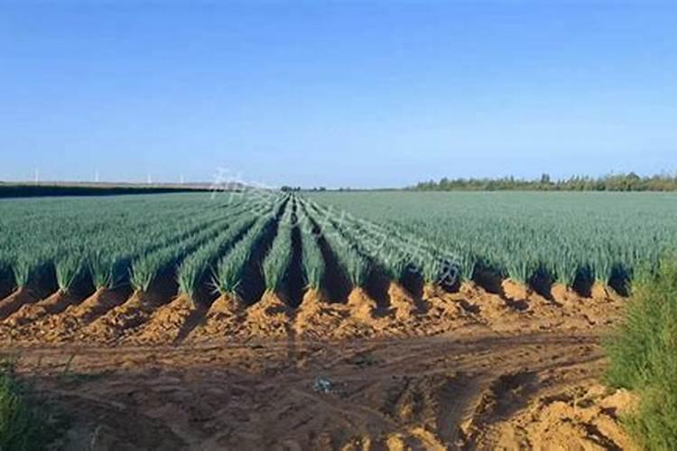 自己种的葱拿什么施肥