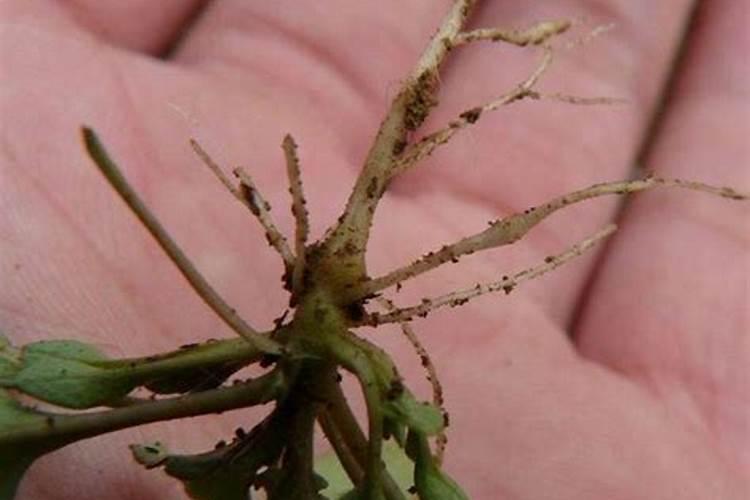 抗病虫害用什么肥