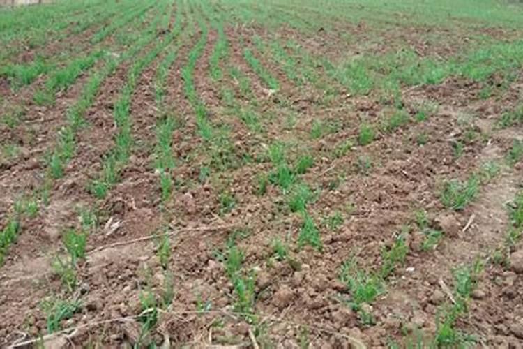 小麦上喷施硼肥有什么好处？拔节孕穗期喷2次,籽粒饱满能增产