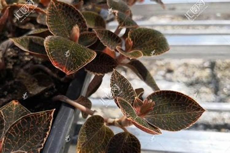 湖北鑫希望生态农业金线莲种植一般用什么肥料？