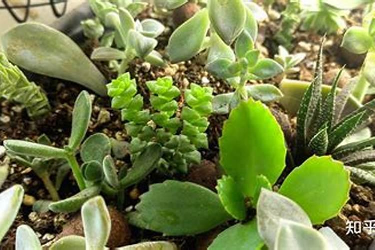 多肉植物玉麒麟放在室内那个位置好