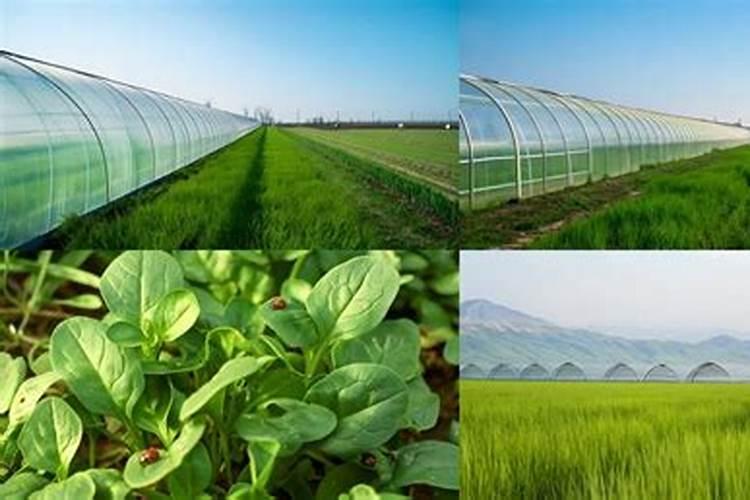 中国化肥十大名牌