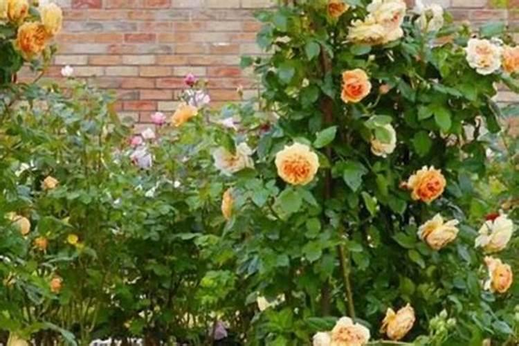 爬藤月季多久施一次肥