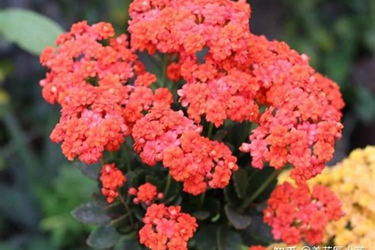 长寿花施什么肥最好