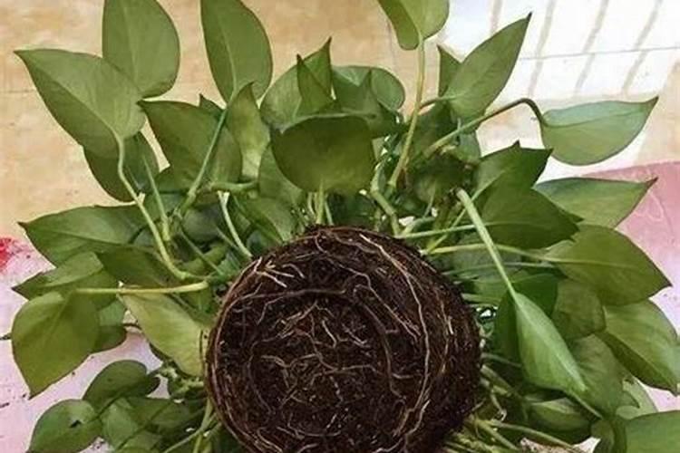 绿萝施什么肥好