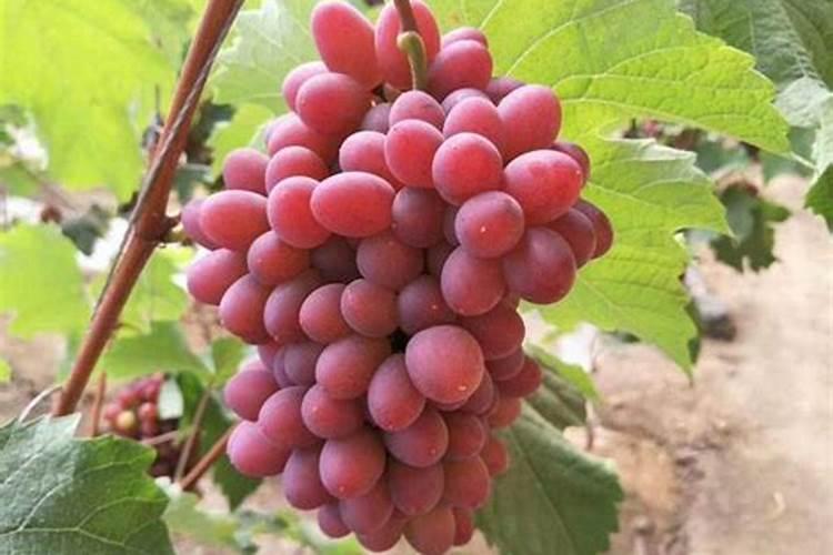 有机硒肥怎么使用？