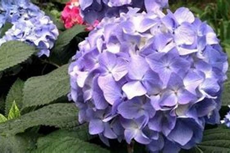 绣球花开花时能施肥吗