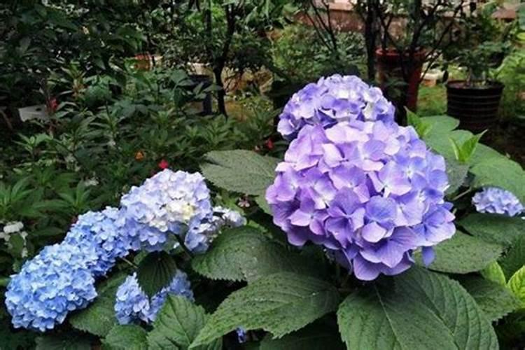 绣球花开花期间怎么施肥