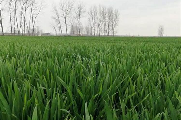 小麦施肥最佳时间