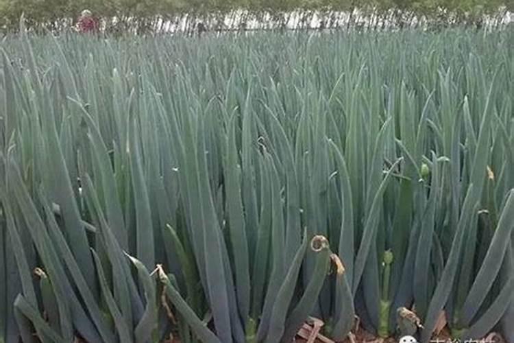 草木灰对种大葱有帮助吗