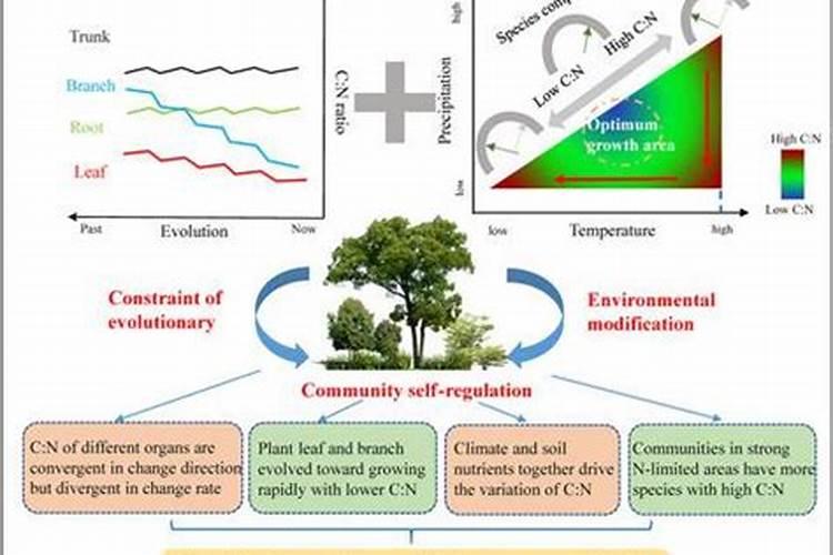 目前含氮量最高的氮肥,别称“碳酰胺”的是哪种常见有机化合物？