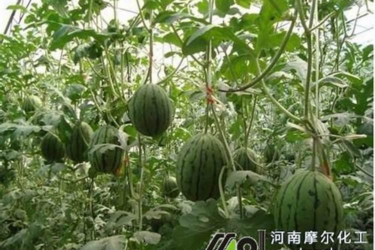 荔枝幼苗用什么肥料好