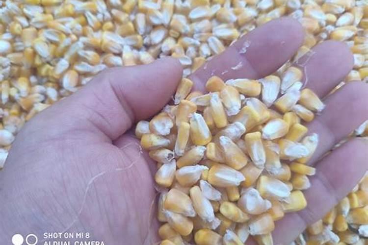 玉米专用肥哪个品牌好