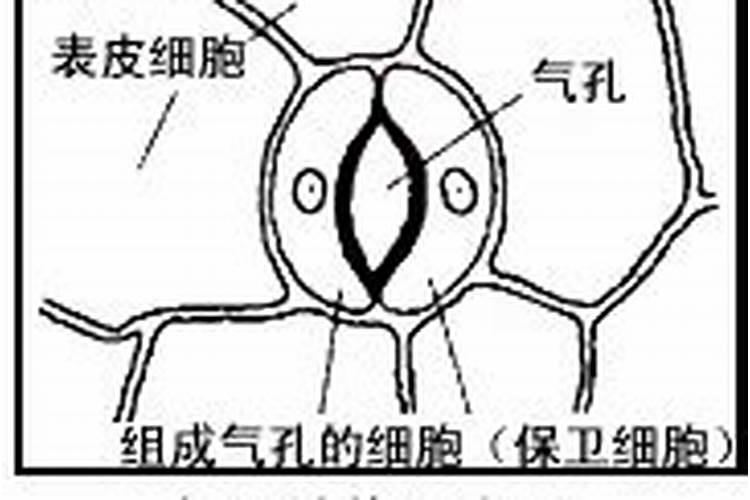 小麦叶面肥使用效果好,很多人还不会用