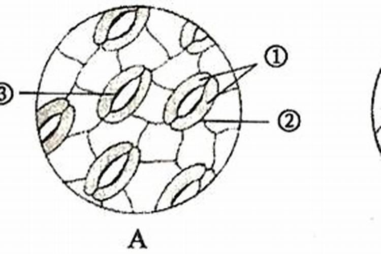 怎样提高叶面施肥的效果？