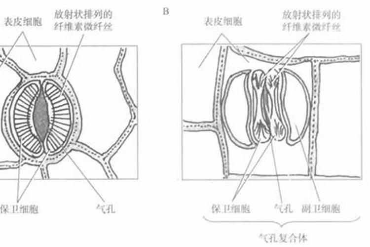 如何施用叶面肥