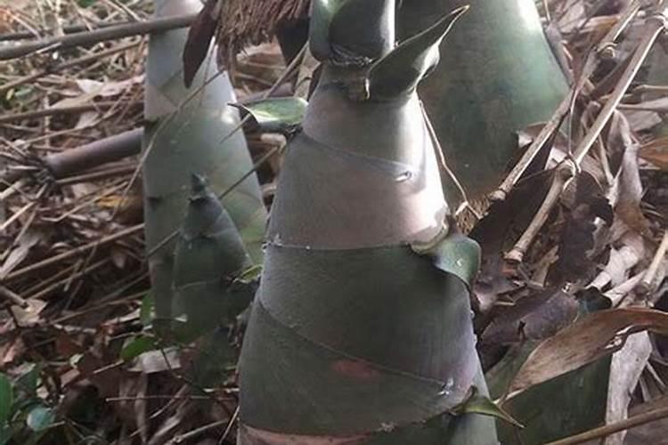 磷酸二氢钾可以给奉尾竹使用吗？