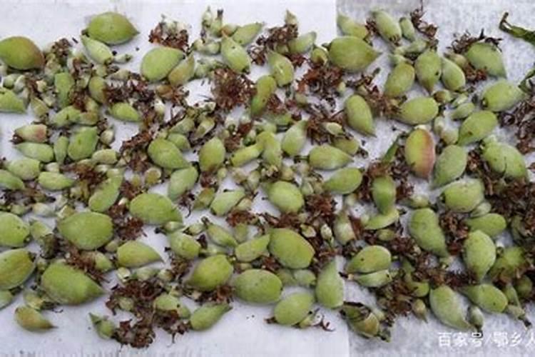 桃树叶子发黄怎么办 解决方法及原因有哪些