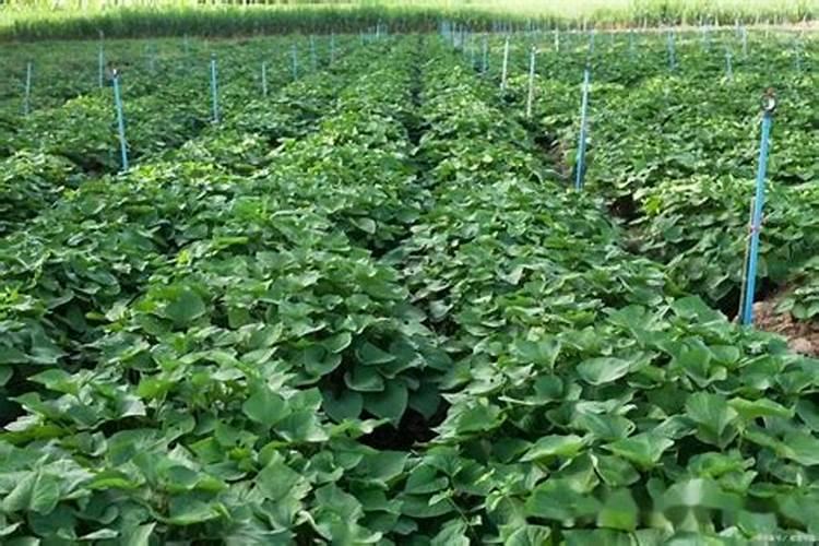 种红薯如何使用钾肥