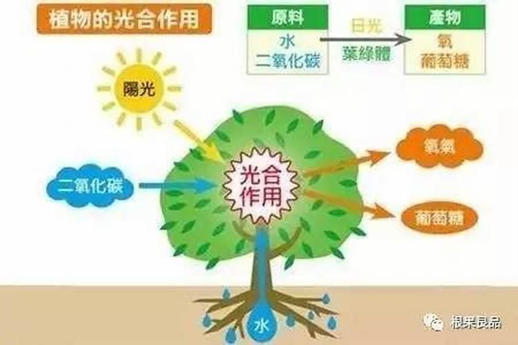 果树叶面肥用什么较好？