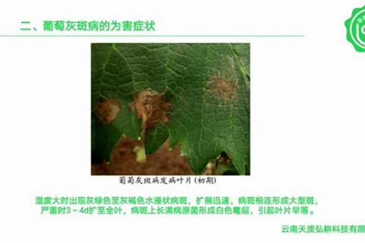 怎么预防葡萄脱粒、裂果、腐果问题