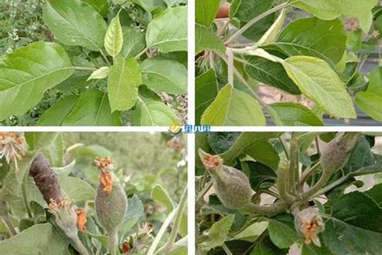 还不打算挂果的柑橘幼树开花了,怎么办？