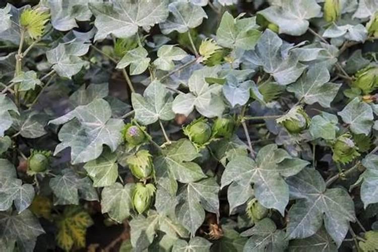 腐殖酸在棉花滴水时的用量？