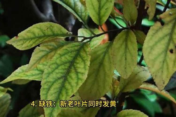 植物缺了氮肥,磷肥和钾肥会怎么样,分别举例说明。
