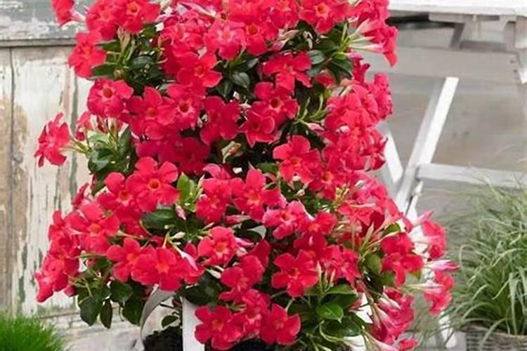 木槿花夏天能施肥吗