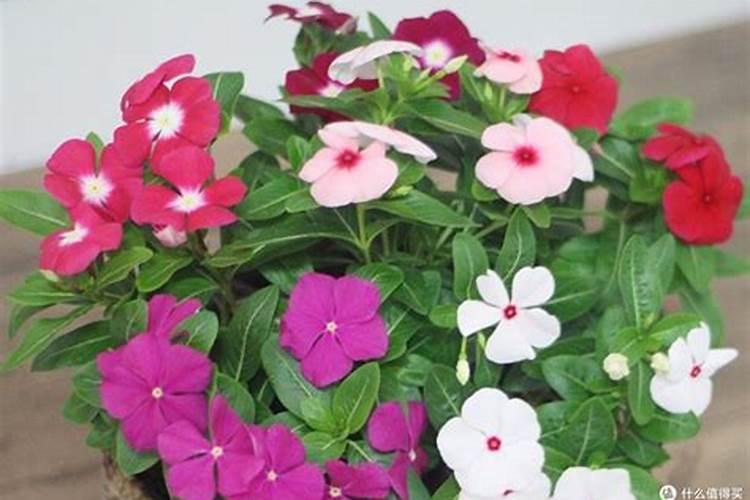 气温太高,有哪几种花不要再施肥,越施肥叶子越黄？