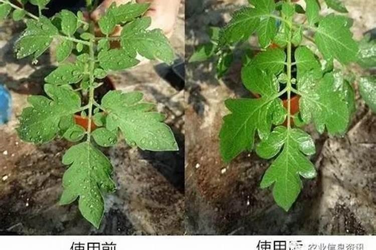 水稻喷调环酸钙可以和中性流体硅复配么