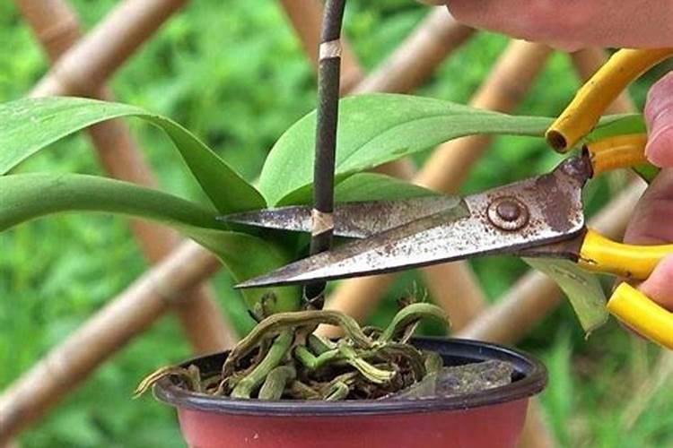 自制蝴蝶兰肥料怎么做,蝴蝶兰需要用什么肥料