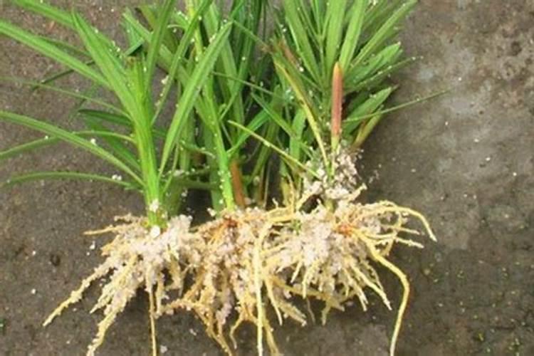 复合肥会烧根烧苗吗