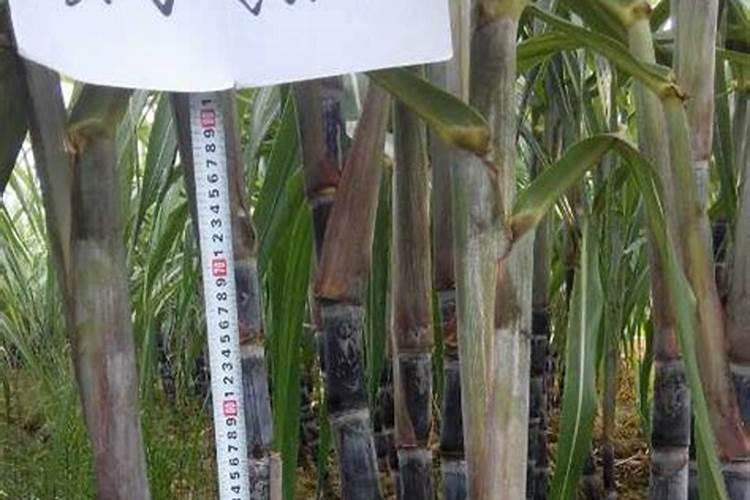 世界甘蔗种植面积