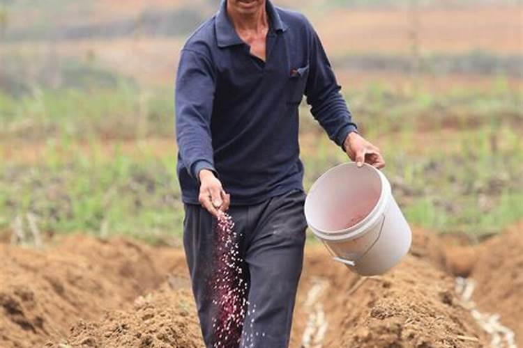 梨树不结果,5月这样管理!