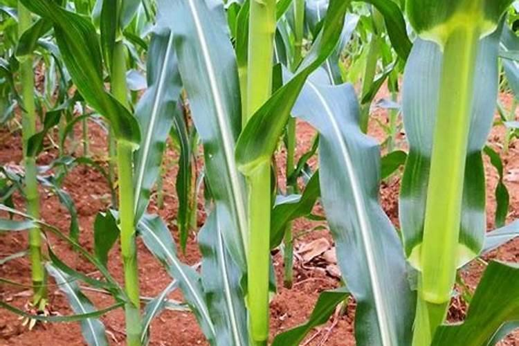 玉米是否应该冲施钾肥呢？