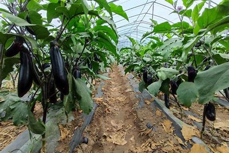 大棚种紫茄子后期用啥肥