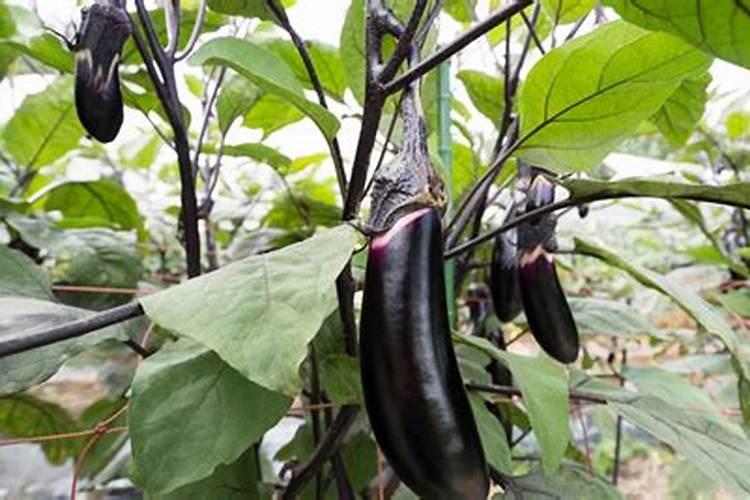 茄子滴灌什么肥油绿