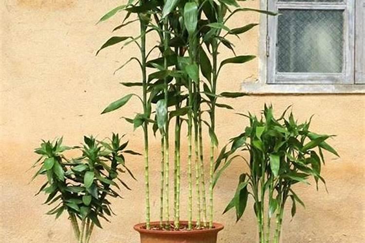 富贵竹怎么施肥