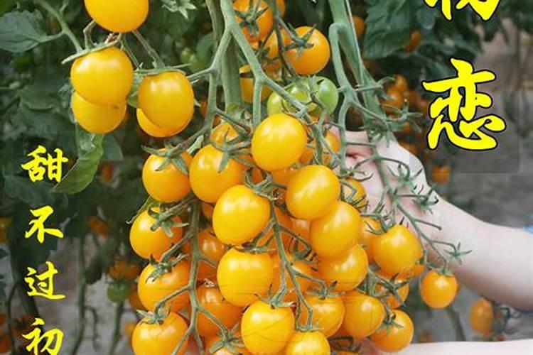 大棚西红柿不膨果怎么办？用啥肥料可以快速膨果