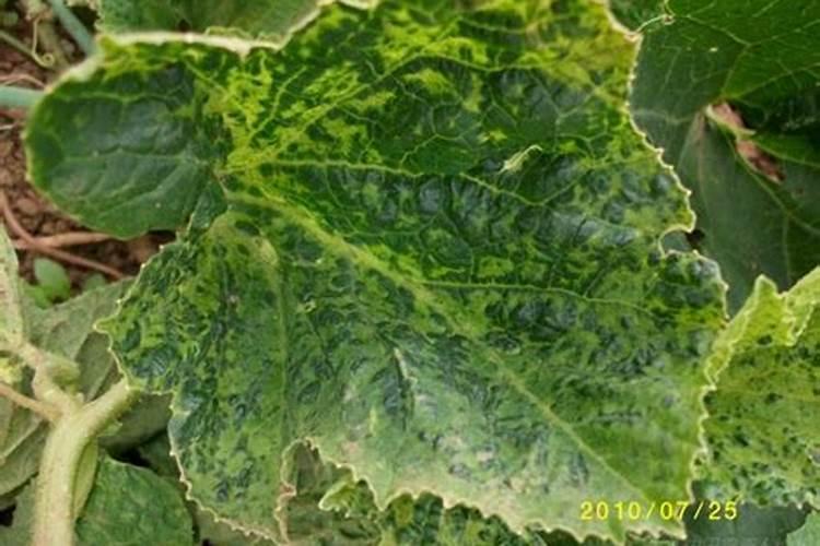 请问教授们,防治病毒病在甜瓜上用什么药最好？